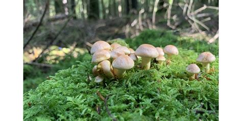 Laxou Le R Le Des Champignons Dans Les Cosyst Mes