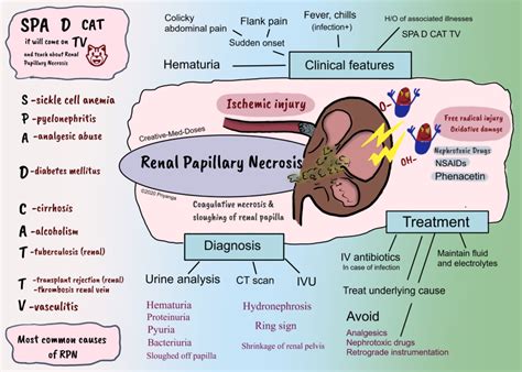 Renal Papilla