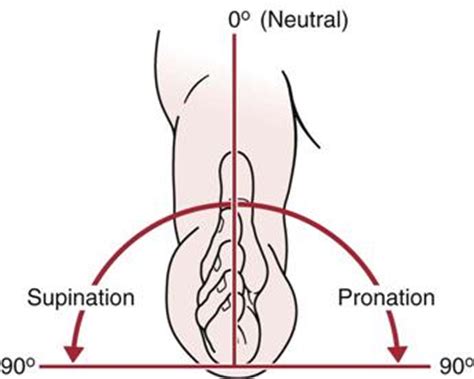 Elbow | Musculoskeletal Key