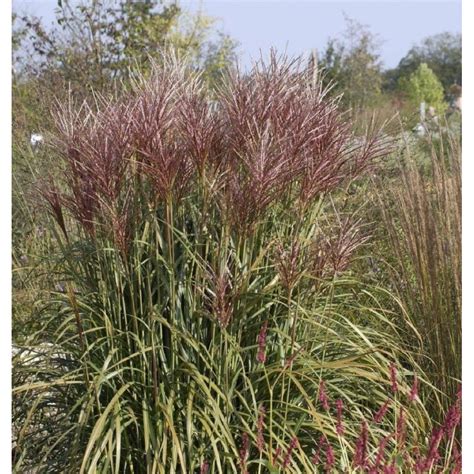 Miscanthus Sinensis Positano