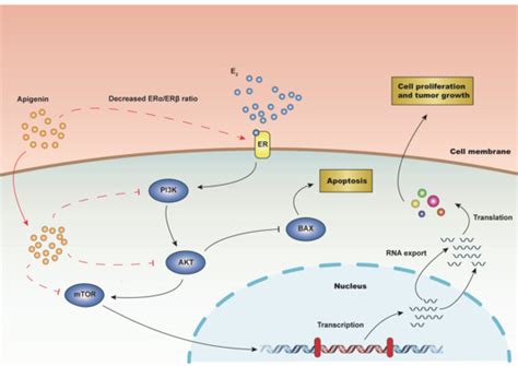 Molecules Free Full Text Apigenin Inhibits Histamine Induced