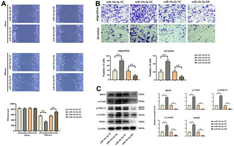 Lncrna Tusc7 Sponges Mir 10a 5p And Inhibits Bdnferk Pathway To