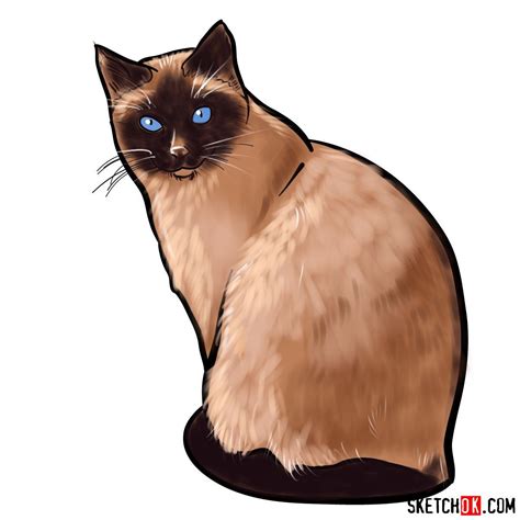 How To Draw A Siamese Cat Step By Step Guide