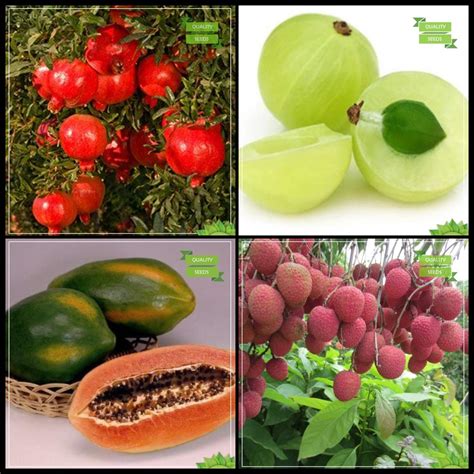 Creative Farmer Plants Seeds Combo Fruit Pomagranate Dwarf Gooseberry Papaya Litchi Tree