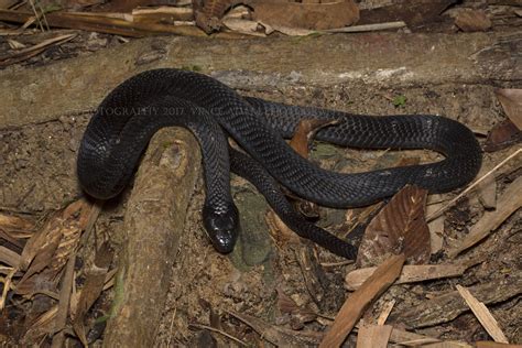 Img W Malayan Spitting Cobra Naja Sumatrana Flickr