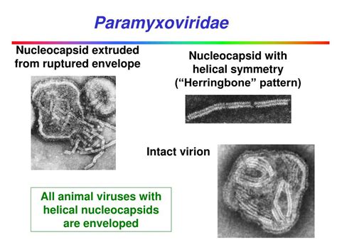 PPT - Paramyxoviridae PowerPoint Presentation, free download - ID:1290683