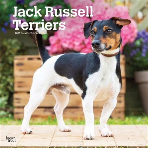 Calendario Jack Russell Terrier Comprar Encargar F Cilmente