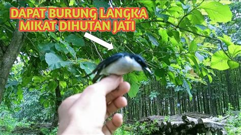 MIKAT BURUNG DI HUTAN JATI DAPAT BURUNG LANGKA YouTube