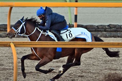 【東京大賞典・追い切り】3連勝中キングズソードは態勢万全 寺島調教師「道中でしっかりと我慢が利いていました」東スポ競馬 Goo ニュース