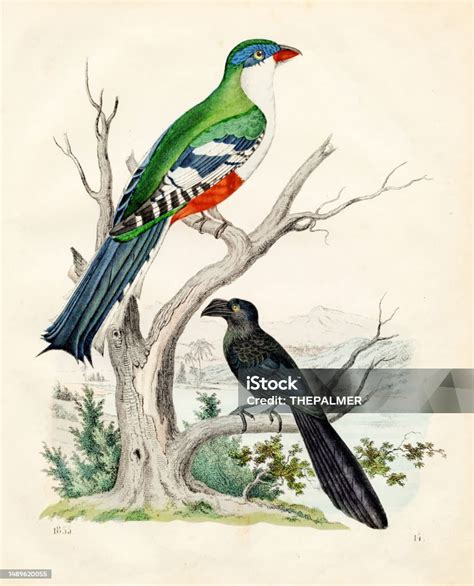 Cuban Trogon Tocororo Color Plate Illustration 1855 Stock Illustration