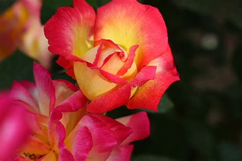 Colorful China Rose Closeup in Garden Stock Image - Image of rose ...