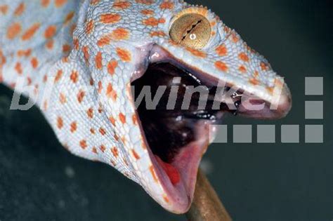 Blickwinkel Tokay Tokee Tokeh Gekko Gecko Gecko Gecko Portraet