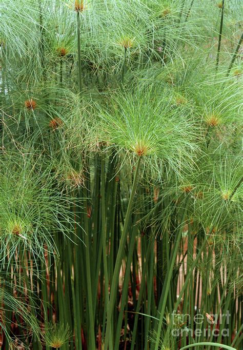 Cyperus Papyrus 1 Photograph By Jack Coulthardscience Photo Library