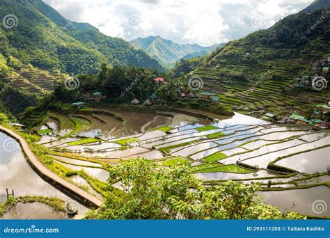 Batad Rice Terraces Banaue Ifugao Philippines Close Up Image Stock