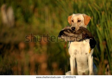 Hunting Labrador Retriever Dog Stock Photo 114909670 | Shutterstock