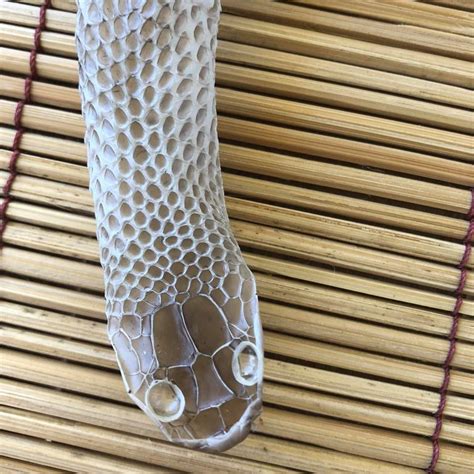 This perfectly shedded snake skin : r/oddlyterrifying