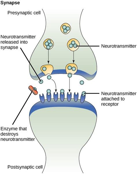 Difference Between SNRI and SSRI – Pediaa.Com