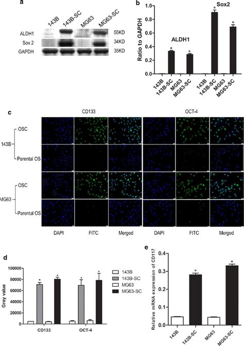 Measurement Of The Expression Of Targeted Genes Aldh Sox Cd