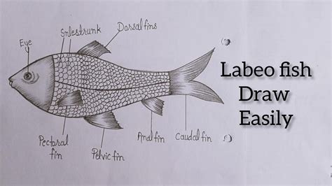 How To Draw Labeo Rohita Fish Very Easily Biology Drawing