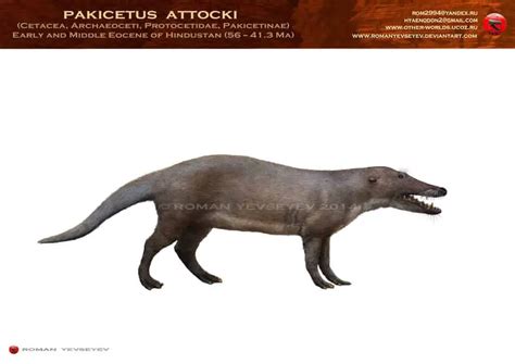 Pakicetus Dinosaurs Pictures And Facts