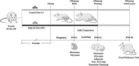 Frontiers Maternal High Fat Diet Decreases Milk Endocannabinoids With