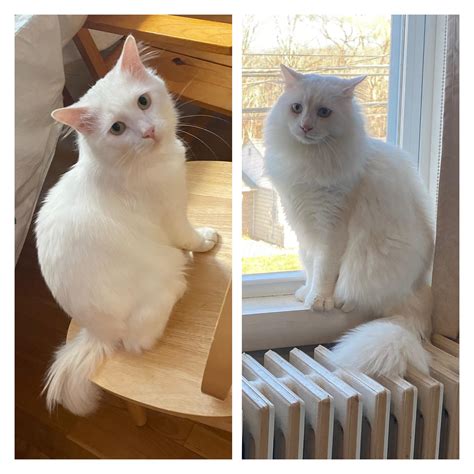 Coconuts Summer Coat Vs His Winter Coat Rturkishangoras