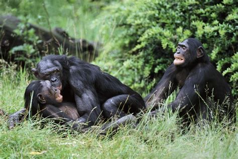 Femme Se Fait Baiser Par Le Chimpanze Debebentutrocec Over