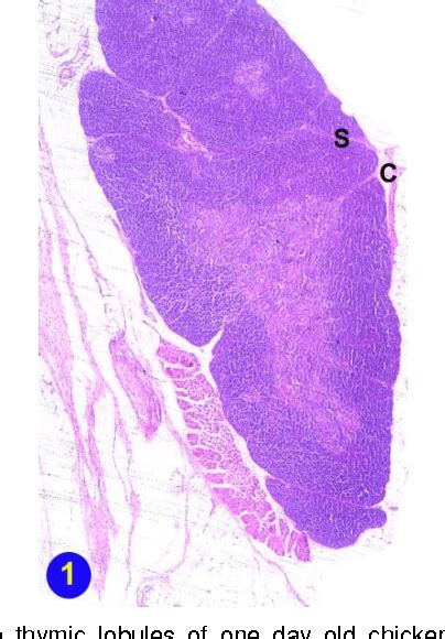 Figure 1 From Histological Histochemical And Immunohistochemical