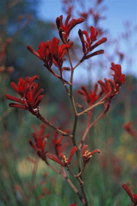 Anigozanthos Big Red - Kangaroo Paw