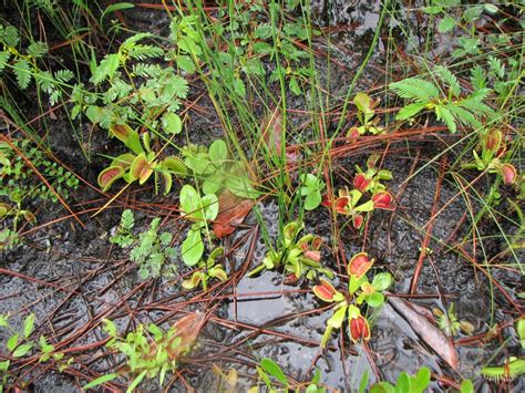 венерина мухоловка в природе DIONAEA MUSCIPULA - Venus Flytrap ...