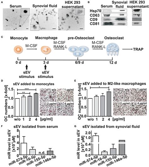 Frontiers Extracellular Mir P Induces Osteoclast Differentiation