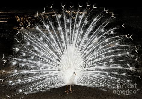 White Peacock Feathers Showing Pyrography by Claudio Valdes