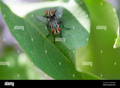 Two Flies On A Leaf Stock Photo Alamy