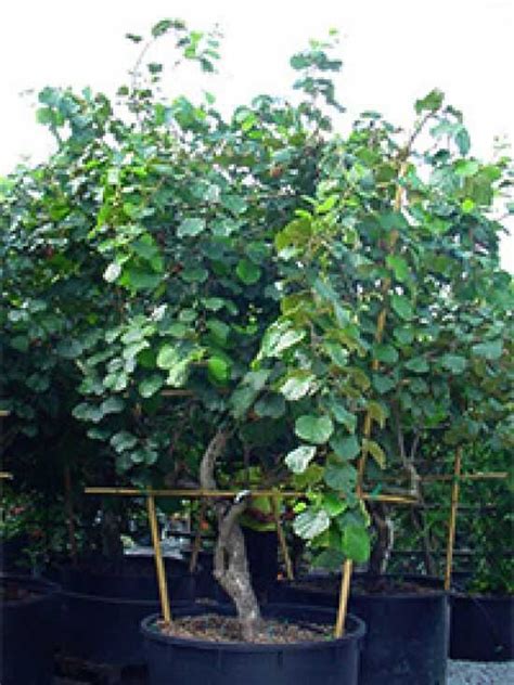 Kiwi Abbot Actinidia Deliciosa Abbot Kaufen