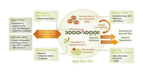 Stem Cell Exhaustion Life Science Research Milliporesigma