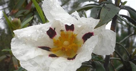 O Mundo É um Jardim A Flor das Cinco Chagas de Cristo