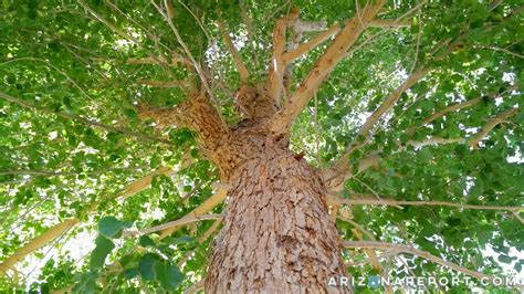 The Sissoo Tree: Sublime Shade Source or Foreign Fiend? | The Arizona Report™