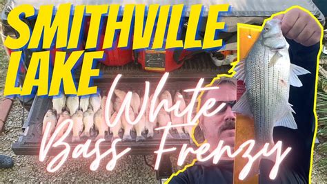 White Bass Feeding Frenzy Smithville Lake Fall Fishing Youtube