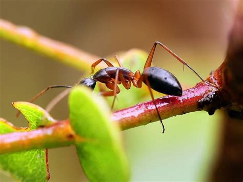 Camponotus Consobrinus Banded Sugar Ant Ausemade