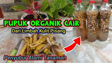 Cara Membuat Pupuk Organik Cair Dari Kulit Pisang YouTube