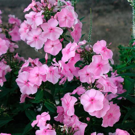 PHLOX P ELISABETH ARDEN Houtmeyers Plantencentrum En Boomkwekerij