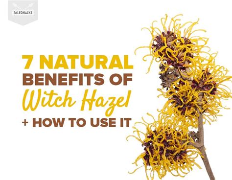 7 Natural Benefits Of Witch Hazel How To Use It Paleohacks Blog