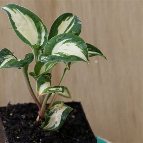 Pandoras Box Hosta Dwarf The Naked Gardener