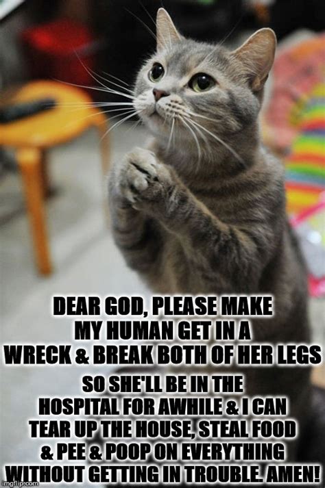 Amen Cat