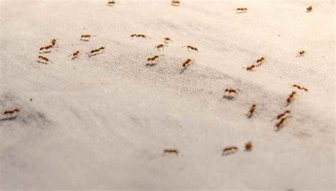 7 Tiny Bugs On Couch That Are Not Bed Bugs