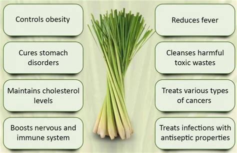 7 Health Benefits Of Lemongrass Top Natural Remedy