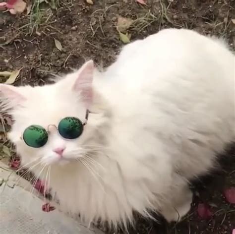 Dank cat 😎👌 : r/cats