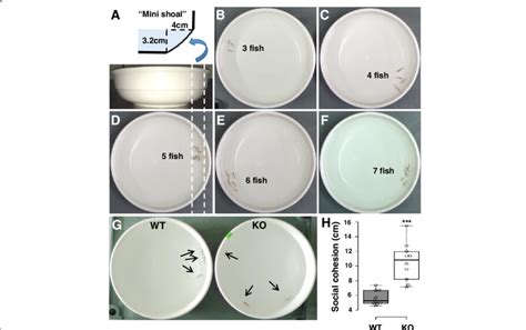 Dyrk Aa Ko Zebrafish Show Impaired Social Behavior In The Shoaling