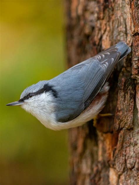 Top 7 Facts About Nuthatches