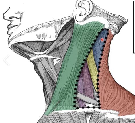 Posterior Triangle Of The Neck Diagram Quizlet